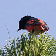 Short-billed Minivet