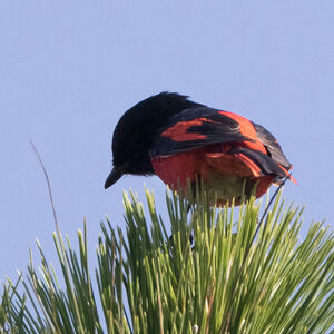 Minivet à bec court