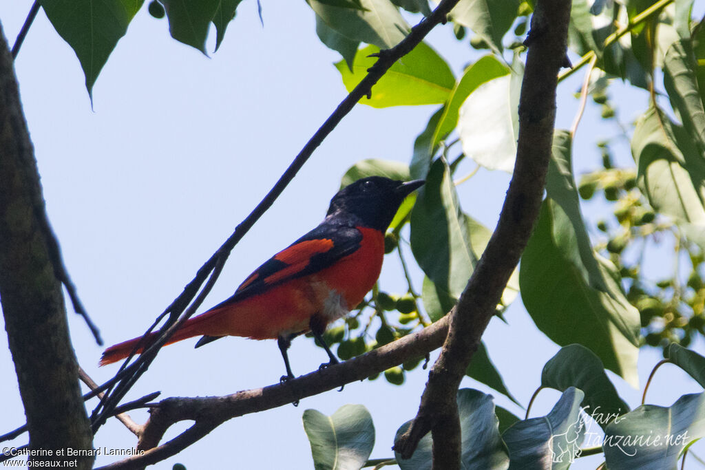 Minivet écarlateadulte