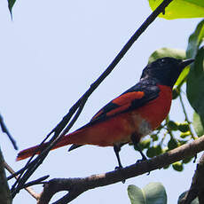 Minivet écarlate