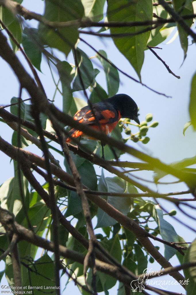 Minivet écarlateadulte