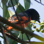 Scarlet Minivet