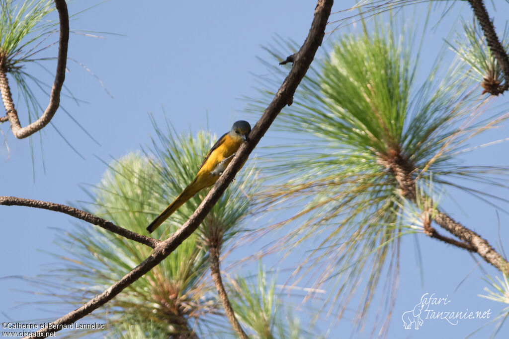 Minivet rouge femelle adulte, Comportement