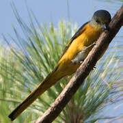 Minivet rouge