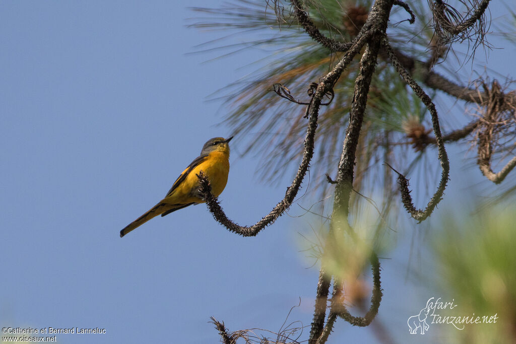 Long-tailed Minivet female adult