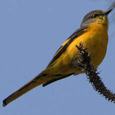 Minivet rouge