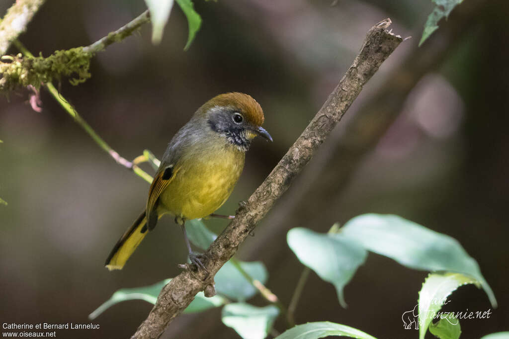 Bar-throated Minlaadult, identification