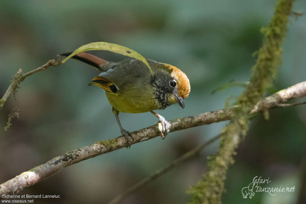 Bar-throated Minlaadult, Behaviour