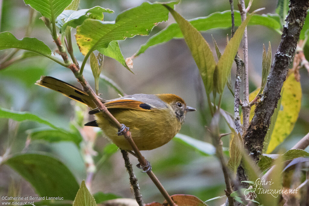 Bar-throated Minlaadult, identification