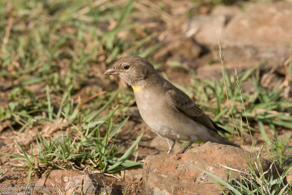 Moineau à point jauneadulte, identification