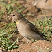 Yellow-spotted Bush Sparrow