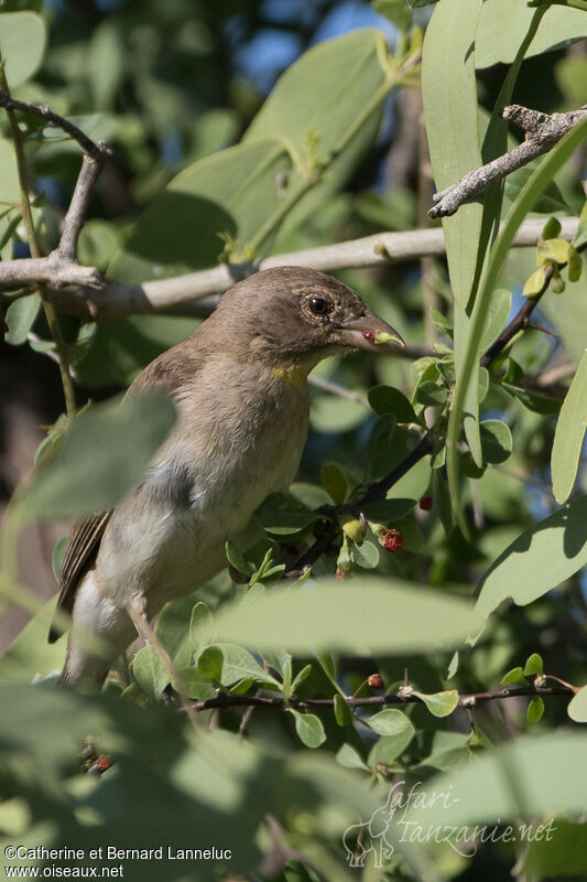 Yellow-spotted Bush Sparrow, feeding habits