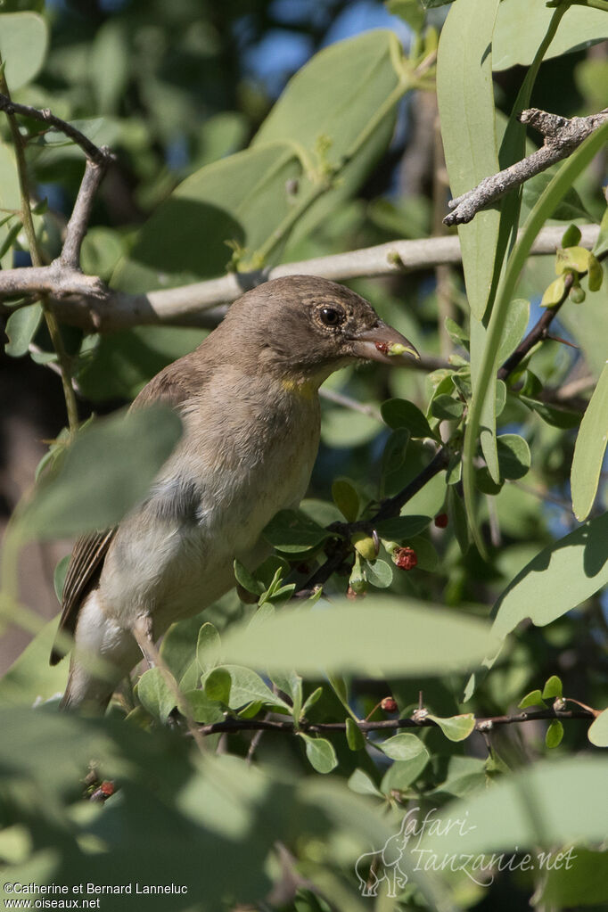 Yellow-spotted Bush Sparrow, feeding habits