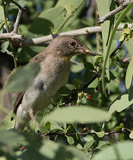 Moineau à point jaune