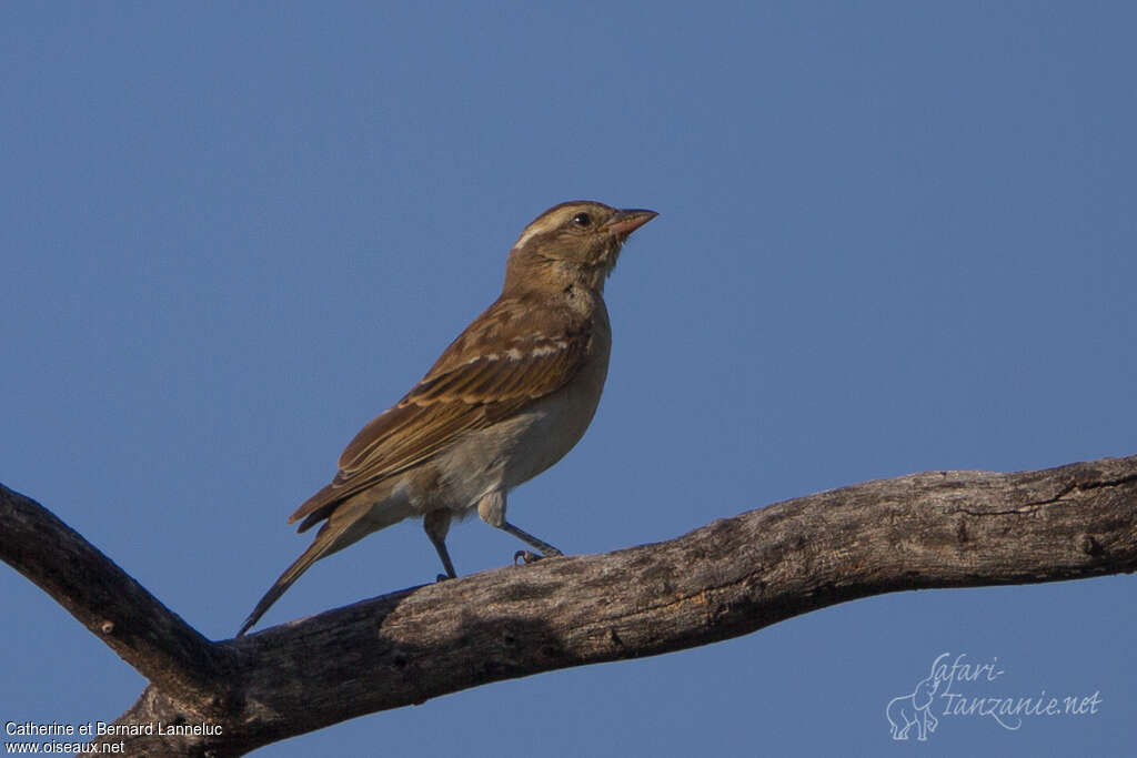 Moineau bridéadulte, identification