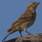 Yellow-throated Bush Sparrow