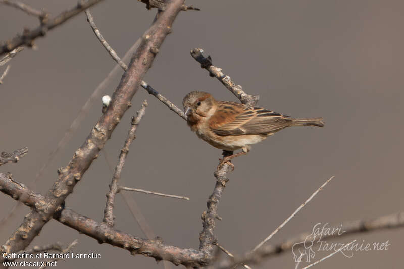 Chestnut Sparrow female adult, identification