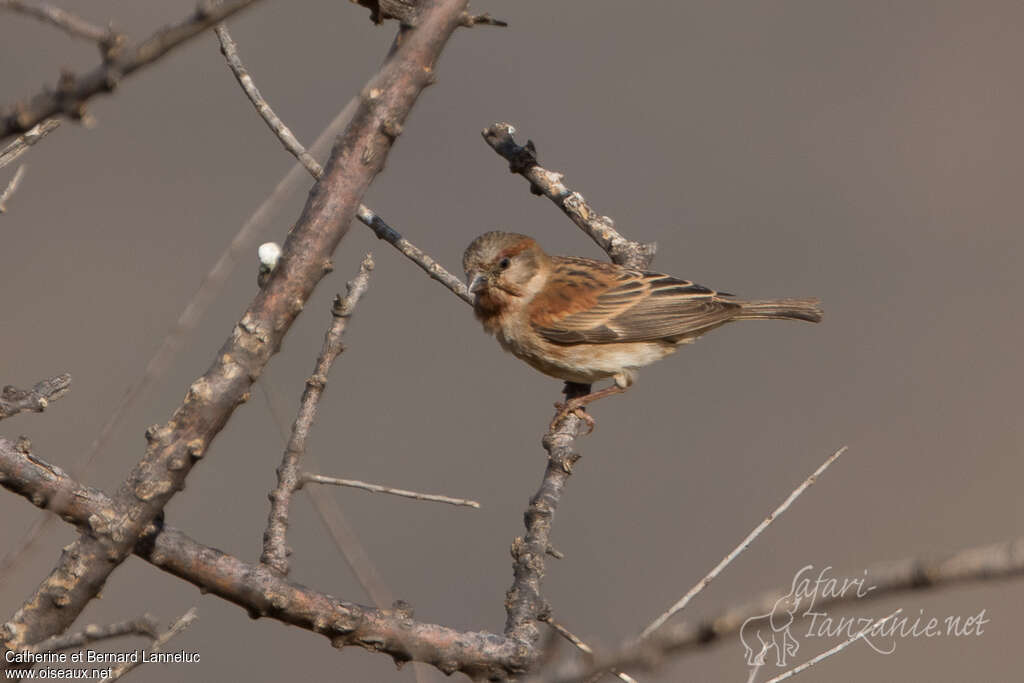 Moineau d'Emin femelle adulte, identification