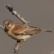 Moineau d'Emin