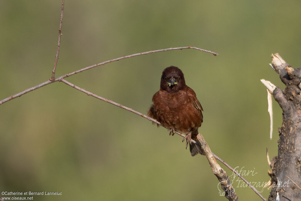 Chestnut Sparrow male adult, feeding habits, Reproduction-nesting