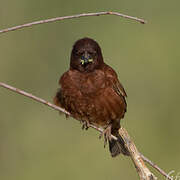 Chestnut Sparrow