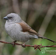 Swainson's Sparrow