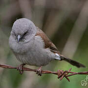 Swainson's Sparrow