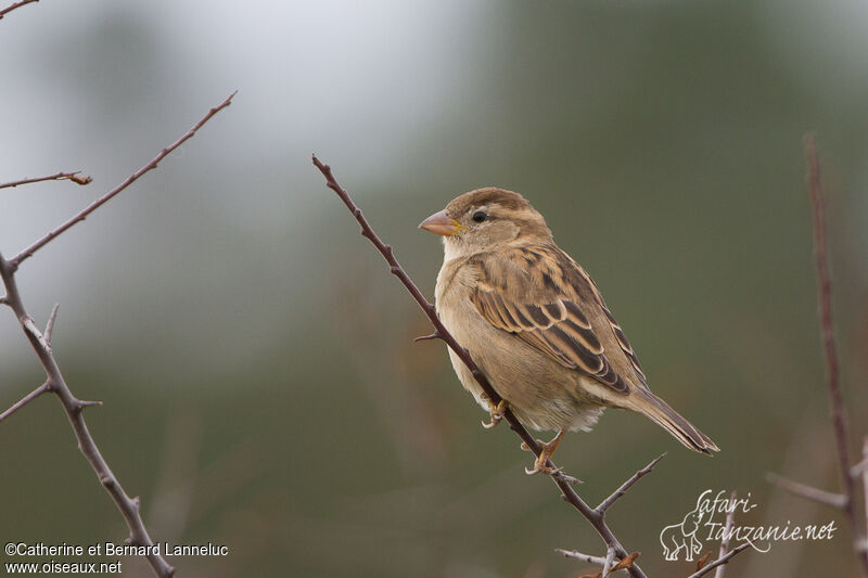 House Sparrow female, identification