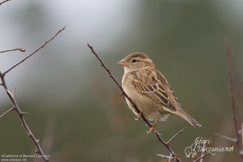 Moineau domestique femelle, identification