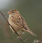 Moineau domestique