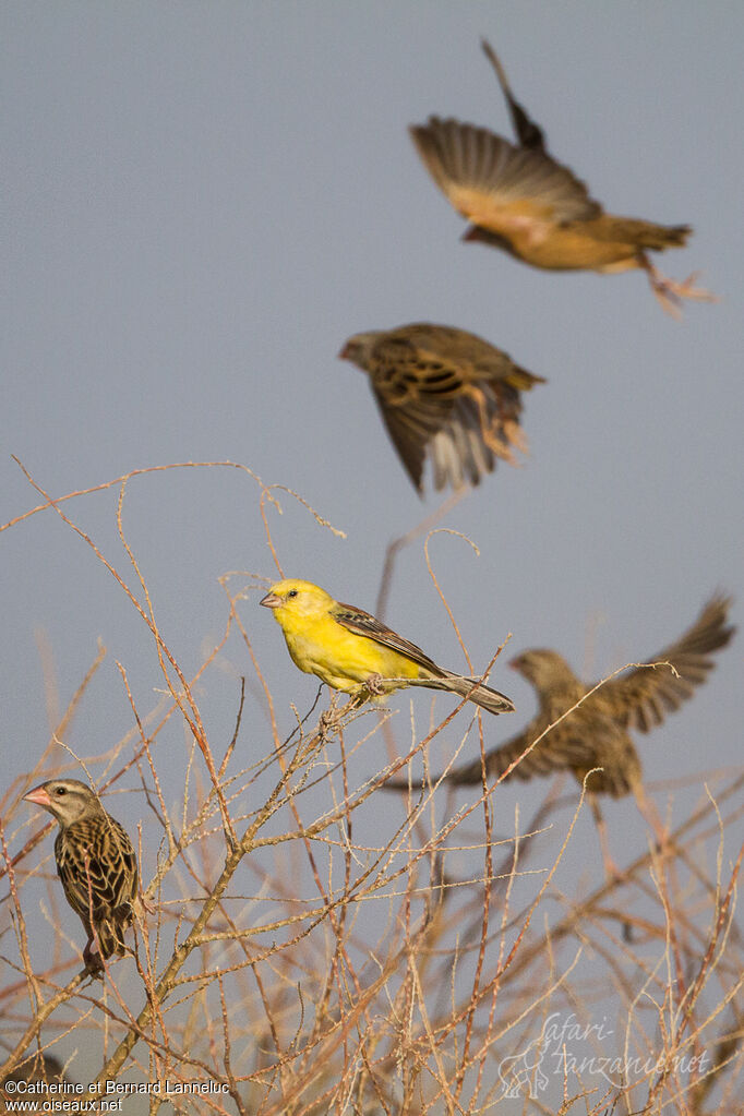 Moineau doréadulte