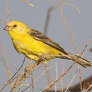 Sudan Golden Sparrow