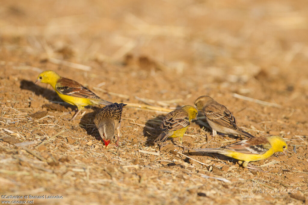 Moineau doréadulte, régime, mange