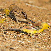 Sudan Golden Sparrow