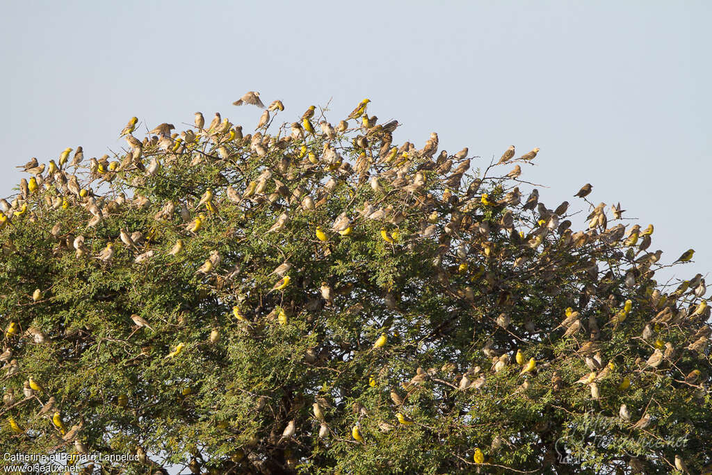 Sudan Golden Sparrow, Behaviour