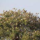 Moineau doré