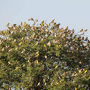 Moineau doré