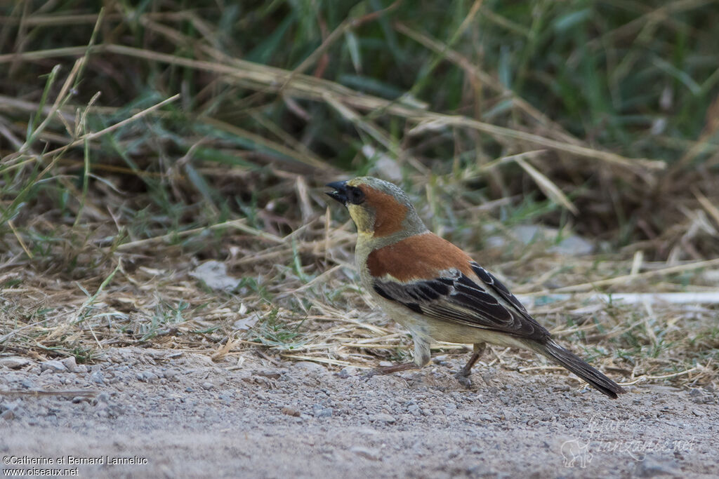 Plain-backed Sparrow male adult