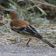 Plain-backed Sparrow