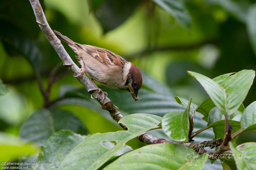 Eurasian Tree Sparrowadult, feeding habits