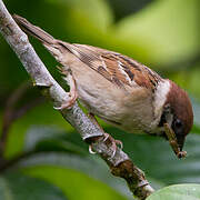 Eurasian Tree Sparrow