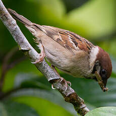 Moineau friquet