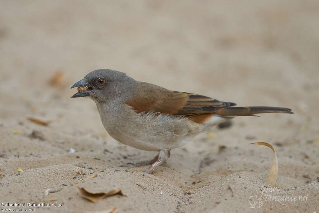 Moineau grisadulte, identification