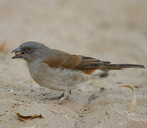 Northern Grey-headed Sparrow