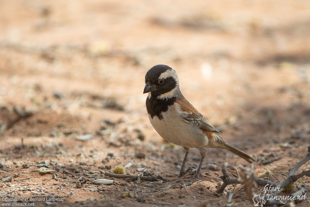 Cape Sparrow male adult, identification