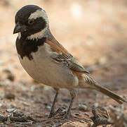 Cape Sparrow