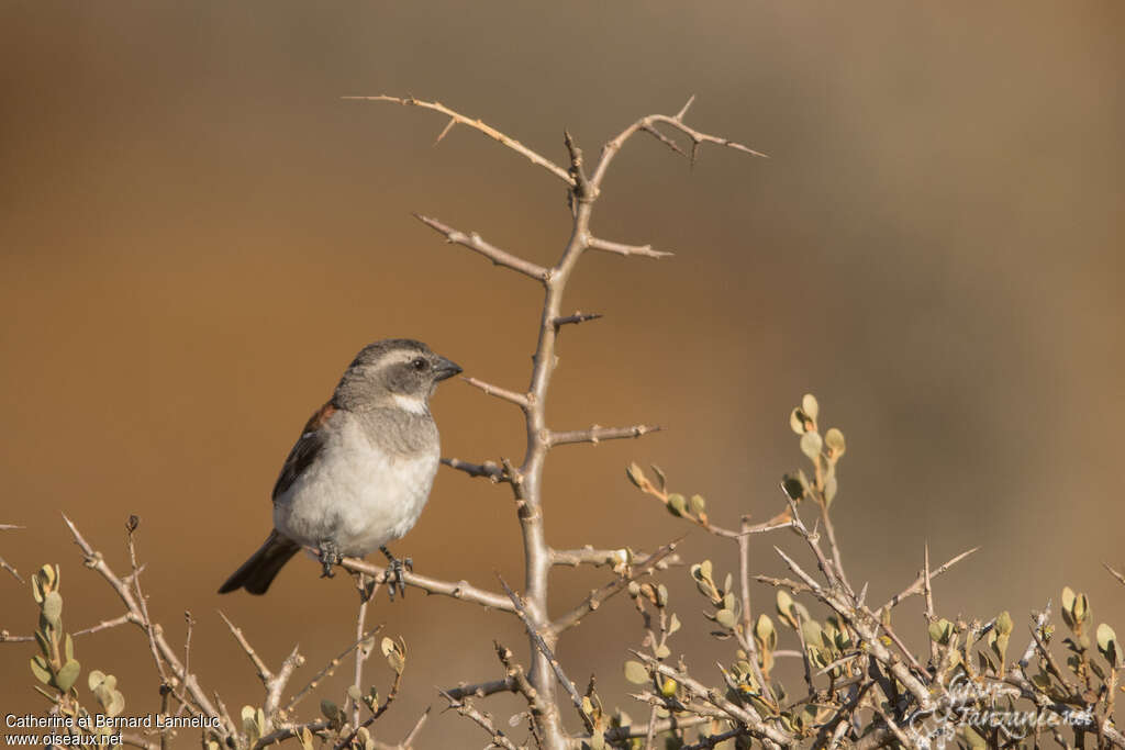 Cape Sparrow female adult, habitat