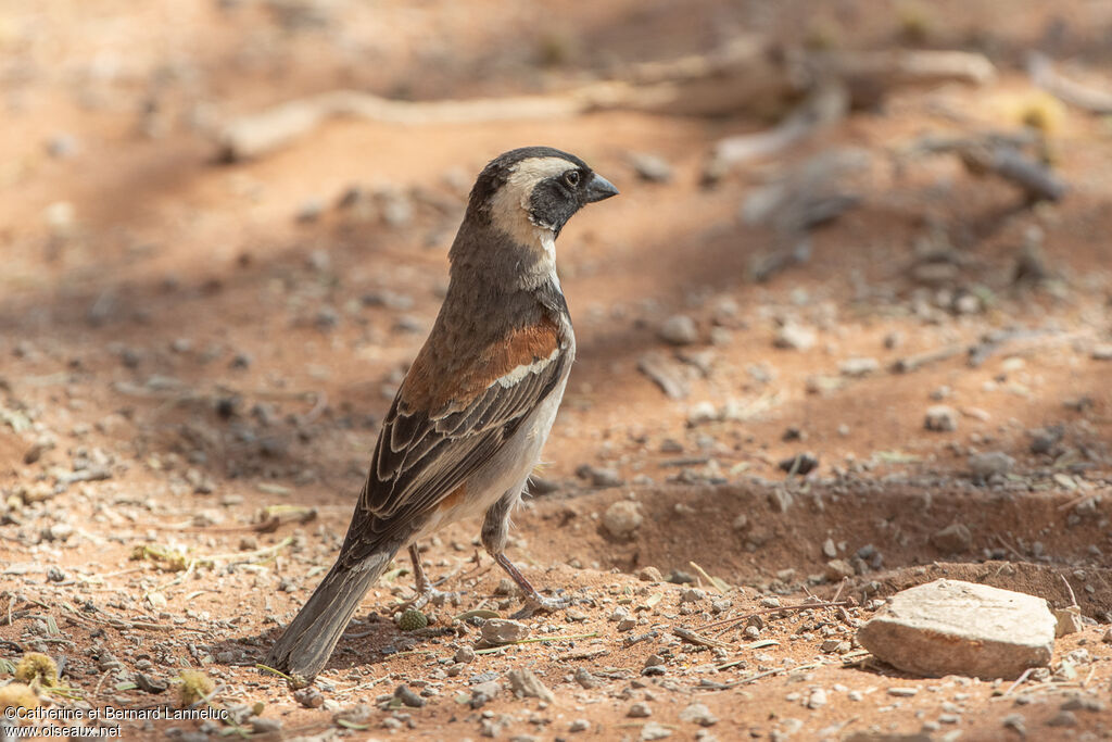 Moineau mélanure mâle adulte