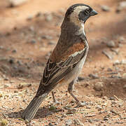 Cape Sparrow