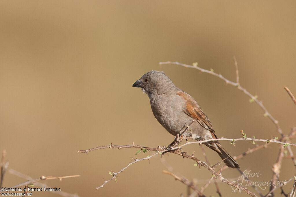 Parrot-billed Sparrowadult